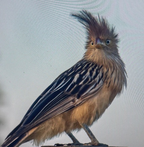 Notes From Cuckoo Island